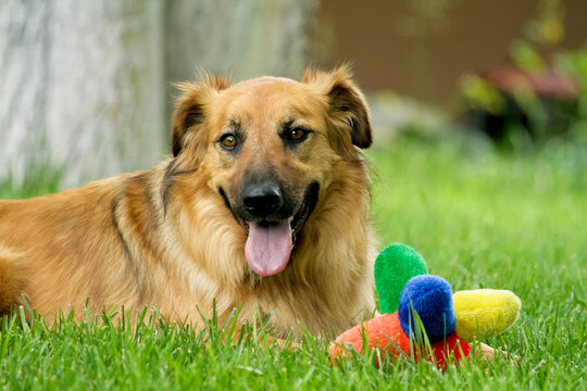 Santa Fe, New Mexico. Rescue dog happy, laying on the grass with a toy 