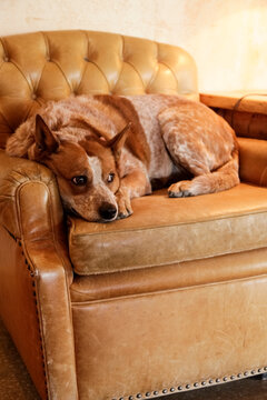 Tucson, Arizona, United States.  Cattle dog relaxing at a dude ranch