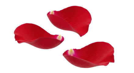 Fototapeta premium Three red rose petals isolated PNG on transparent background, romantic floral elements for Valentine s Day and wedding designs