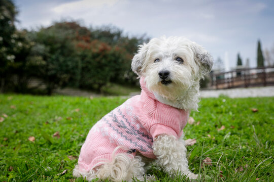 Lisbon, Portugal.  Cute senior white dog in a park