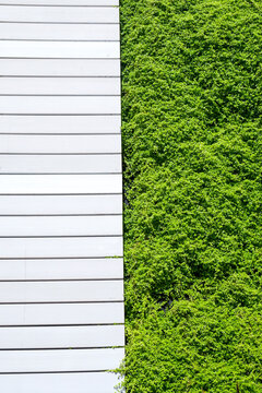 San Juan Puerto Rico.  contrast of textures, concrete wall next to a plant covered wall 