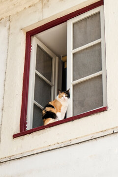Coimbra, Portugal. Calico cat sitting on the window sill looking out of the window 