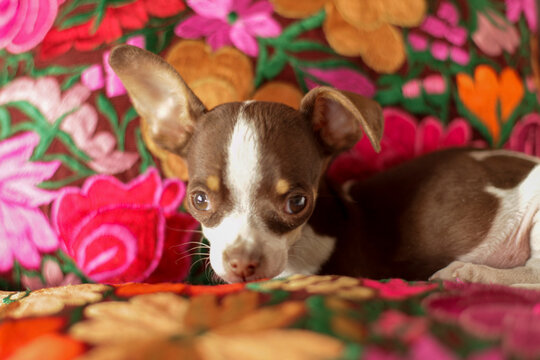 San Miguel de Allende, Mexico. Chihuahua puppy on a colorful Mexican pillow