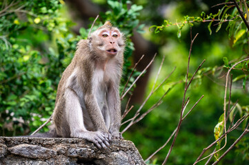 Close-up portrait of a wild crab-eating macaque monkey in Mauritius