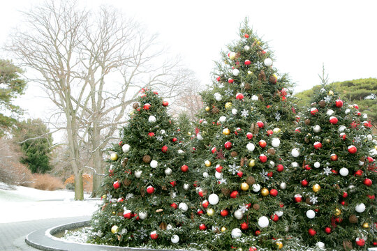 New York City, New York,USA. Large evergreen trees decorated for Christmas outdoors with  winter skies 
