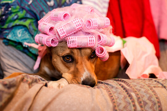Truth or Consequences, New Mexico, USA. Funny dog with curlers napping on a couch. 