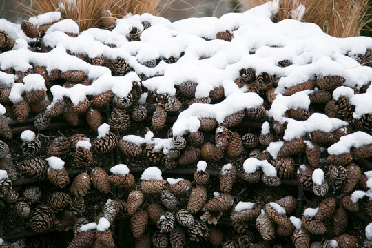 New York, USA> Pile of pine cones covered in snow. 