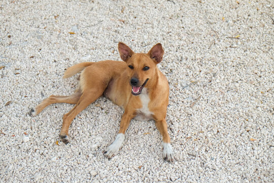 Coba, Mexico Local cute street dog hanging out. 