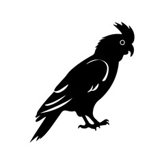Fototapeta premium black and white Cockatoo