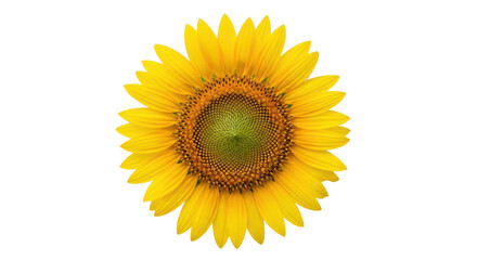 Fototapeta premium Bright yellow sunflower isolated PNG on transparent background, vibrant summer flower with detailed center for design projects