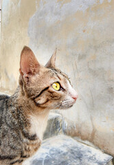 Close up portrait of a cute gray domestic cat with bright eyes looking forward sitting calmly