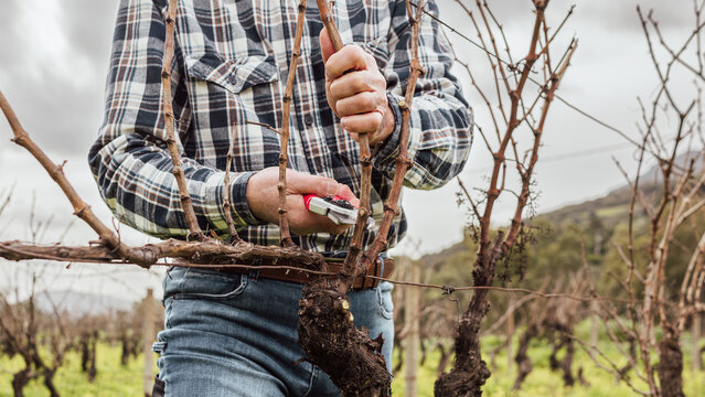 Close-up of the hands of the winemaker pruning the vineyard with professional steel scissors. Traditional agriculture. Winter pruning, Guyot method.