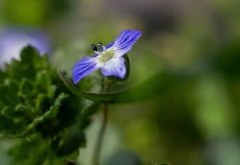 Close up of small blue wildflower with shallow depth of field and green background