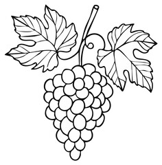 Fototapeta premium Hand drawn illustration of a ripe bunch of grapes with green leaves and tendrils on a vine