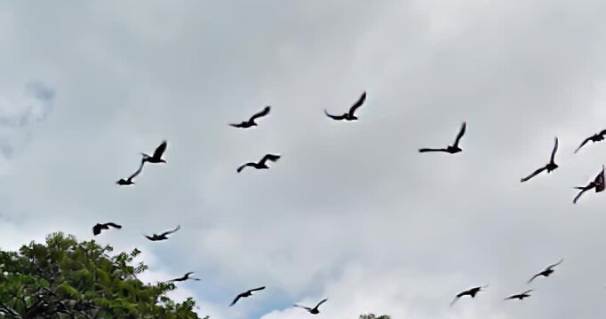 ave, apresurado, cielo, bragueta, bandada, vuela, naturaleza, azul, gaviota, animal, fauna, grupo, alas, ganso, nube, paloma, blanco, libertad, aereo, migraciones