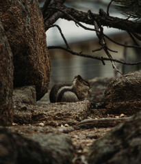 Fototapeta premium Squirrel in the wild 