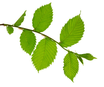 A twig with young green spring leaves isolated on white background. Ecology background.Elm. on transparent, png.greenery.leaves decorative.Spring leaves on branches.Summer, Forest