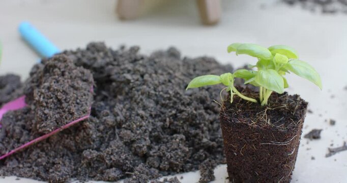 Seedling is swaying from gentle breeze on potting bench next to soil mound, ready for potting