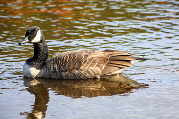 Obraz premium Canada Goose swimming on autumn pond with colorful reflections