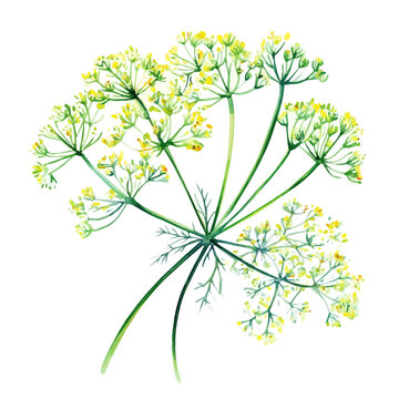 Dill Flower, watercolor vector , isolated on a white background.