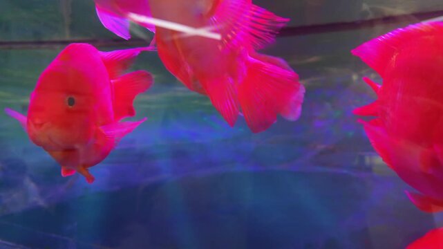 Numerous vibrant red blood parrot cichlid fish swimming gracefully inside large aquarium tank. These colorful ornamental pets create a beautiful underwater spectacle with their peaceful movement