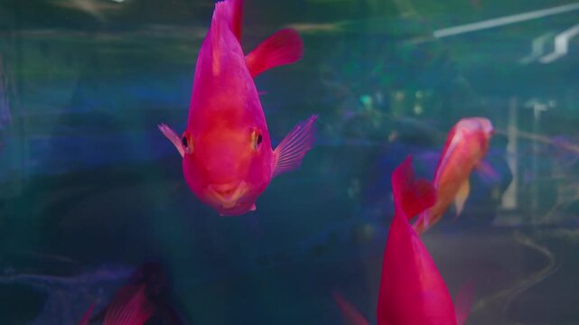 Pink and red blood parrot cichlid fish peacefully swimming in a large, clean aquarium, with one curious fish swimming directly towards the camera and looking at it with a smiling expression