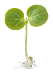 Obraz premium Plant growth stages seedling development nature photography close-up isolated on transparent background