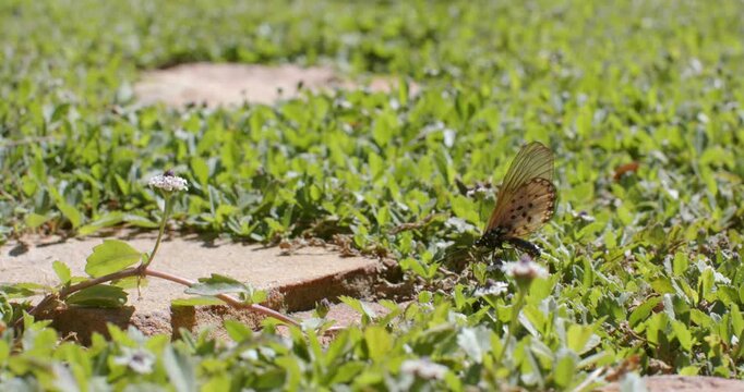 Bright sunlight is warming blooms by stepping-stone, orange butterfly is probing flowers for nectar