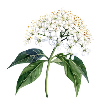 Elder Flower, watercolor vector , isolated on a white background.