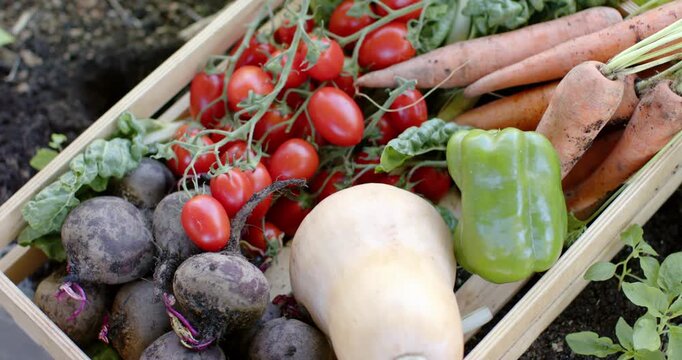 Camera is panning up right, revealing beetroots, tomatoes, carrots on garden soil to show harvest