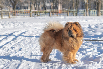 Chow Chow dog running on snow-covered field with playground equipment in the background during winter day, bright sunlight illuminating the scene