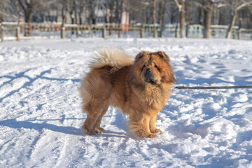 Chow Chow dog running on snow-covered field with playground equipment in the background during winter day, bright sunlight illuminating the scene
