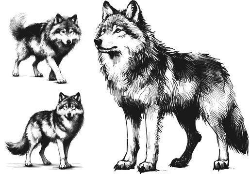 Spirit of the Ancient Forest Gray Wolf line art drawing sketch vector hand drawn illustration