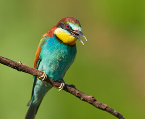 European bee-eater (Merops apiaster) with its beak open sits on a dry branch
