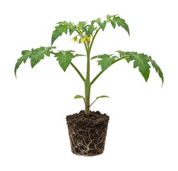 Growing tomato plants indoors home garden photography nature close-up isolated on transparent background