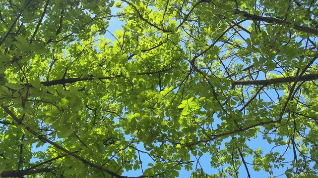 Fresh spring chestnut leaves growing under warm sunlight, vibrant green foliage symbolizing renewal and new life, bright seasonal colors and a calm natural atmosphere filled with fresh spring energy