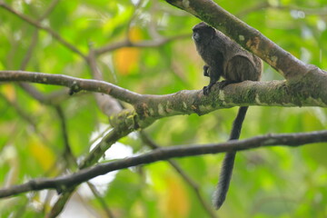 Fototapeta premium Black mantled tamarin, Leontocebus nigricollis, Ecuador