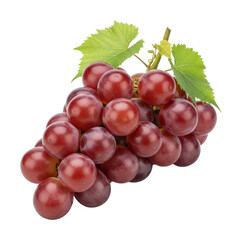Fototapeta premium Harvesting red grapes vineyard close-up natural light freshness isolated on transparent background