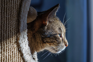 Kater sitzt in seinem Kratzbaum