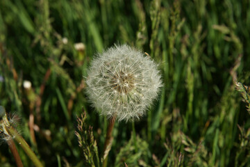 Dandelion flower stands out in green grass during sunny day in a open field, showcasing nature's beauty and resilience