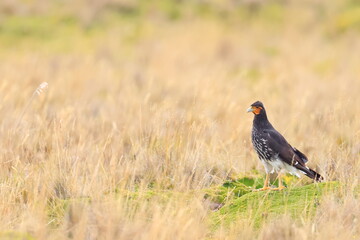 Obraz premium Carunculated caracara, Daptrius carunculatus, Ecuador