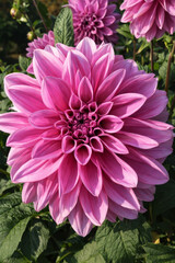 Obraz premium Beautiful dahlia flower in a park, close up image of pink flower