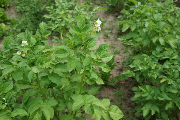 Potato plants grow in a farm field with green leaves and white flowers during the daytime