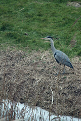 great blue heron