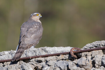 Obraz premium Eurasian Sparrowhawk (Accipiter nisus) looking sideways on a stone wall.