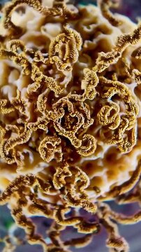Closeup macro coral with golden filaments revealing intricate texture, porous surface and spiral polyp formations cinematic underwater lighting evokes scientific curiosity as marine biologist