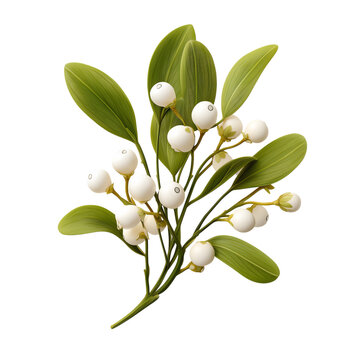 A sprig of mistletoe with numerous white berries and green leaves isolated on a transparent background