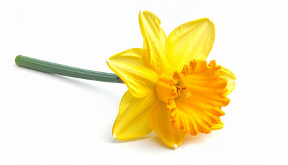 A single bright yellow daffodil flower with an orange corona, isolated on white © UzzalMia