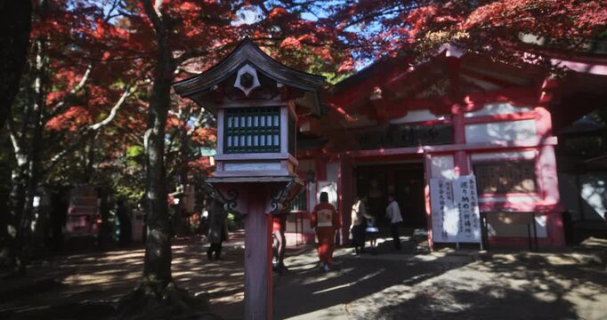 Steady cam backwards from autumn trees, old lantern and shrine