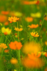 Fototapeta premium Close up macro of a honeybee collecting nectar on a vibrant yellow cosmos flower (Cosmos sulphureus) with soft green bokeh background. Selective focus and shallow depth of field highlight pollination 